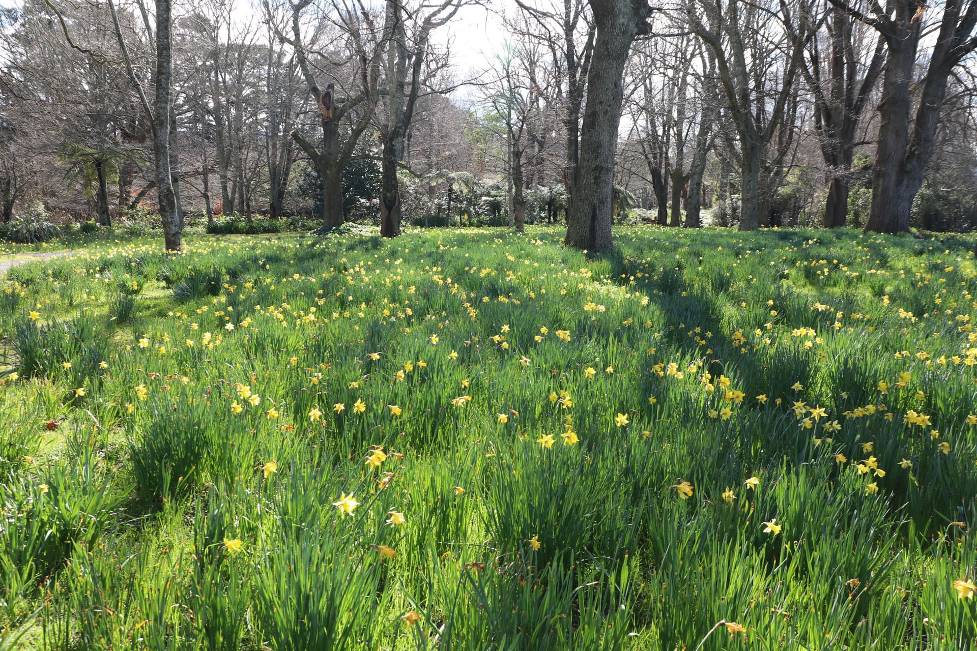Daffodil orchard in spring