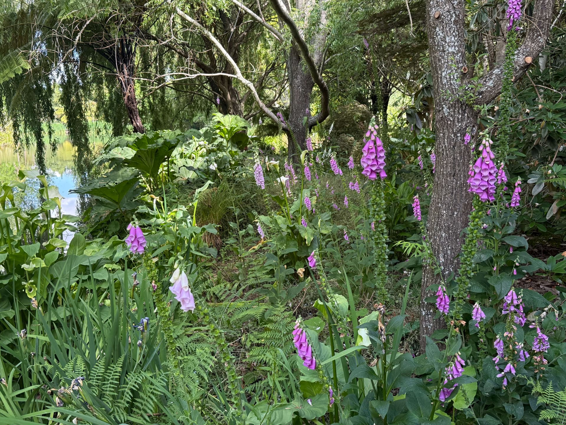 Blooming Foxgloves