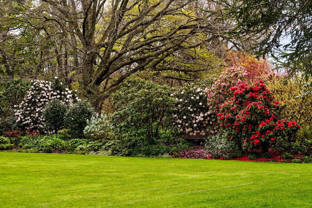 Spring rhododendron display