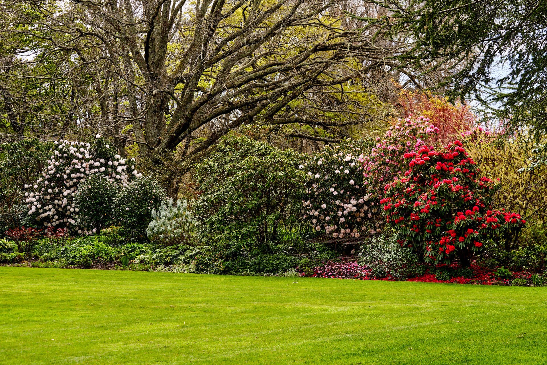 Spring Rhododendron Border