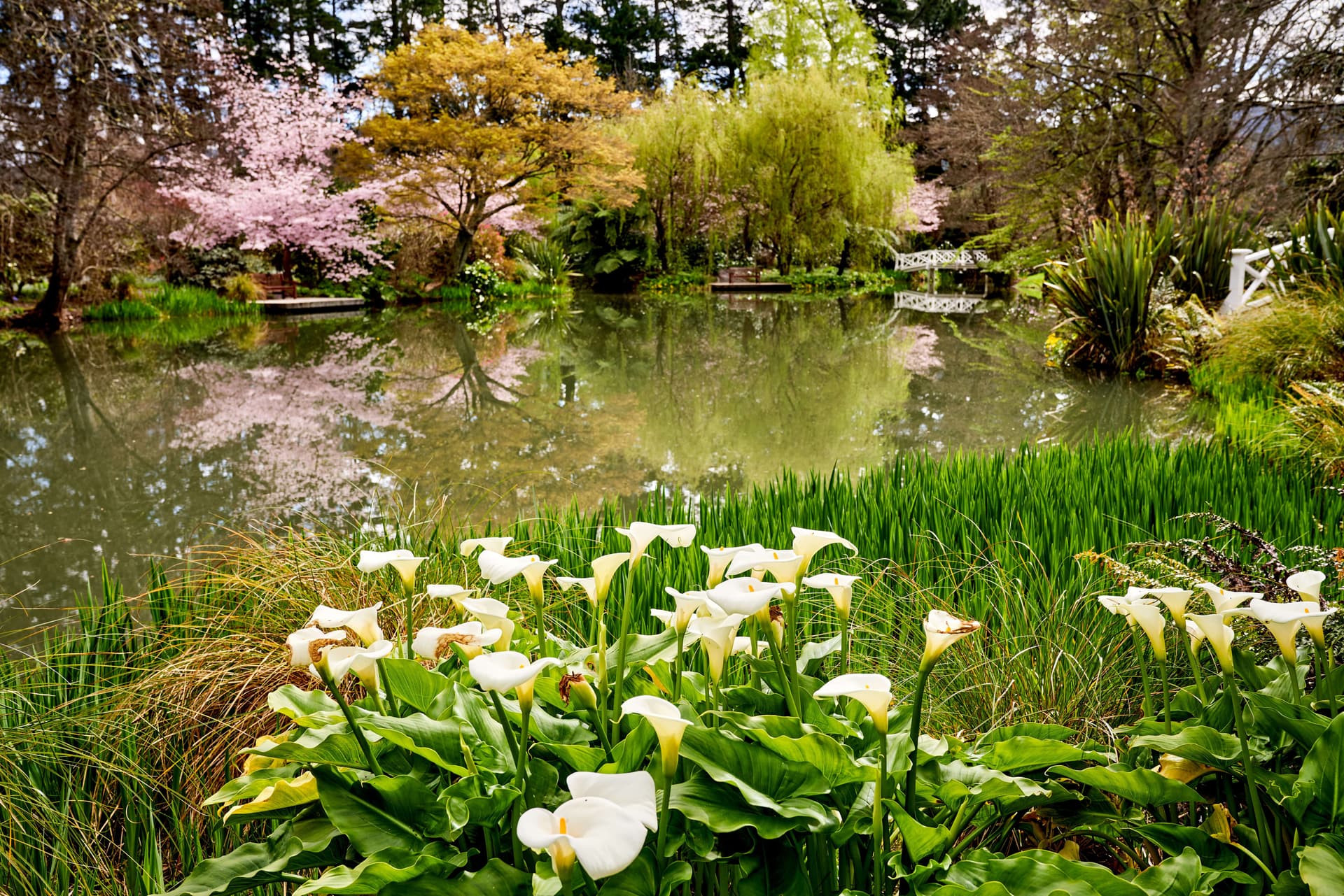 Spring Calla Lilies by Lake