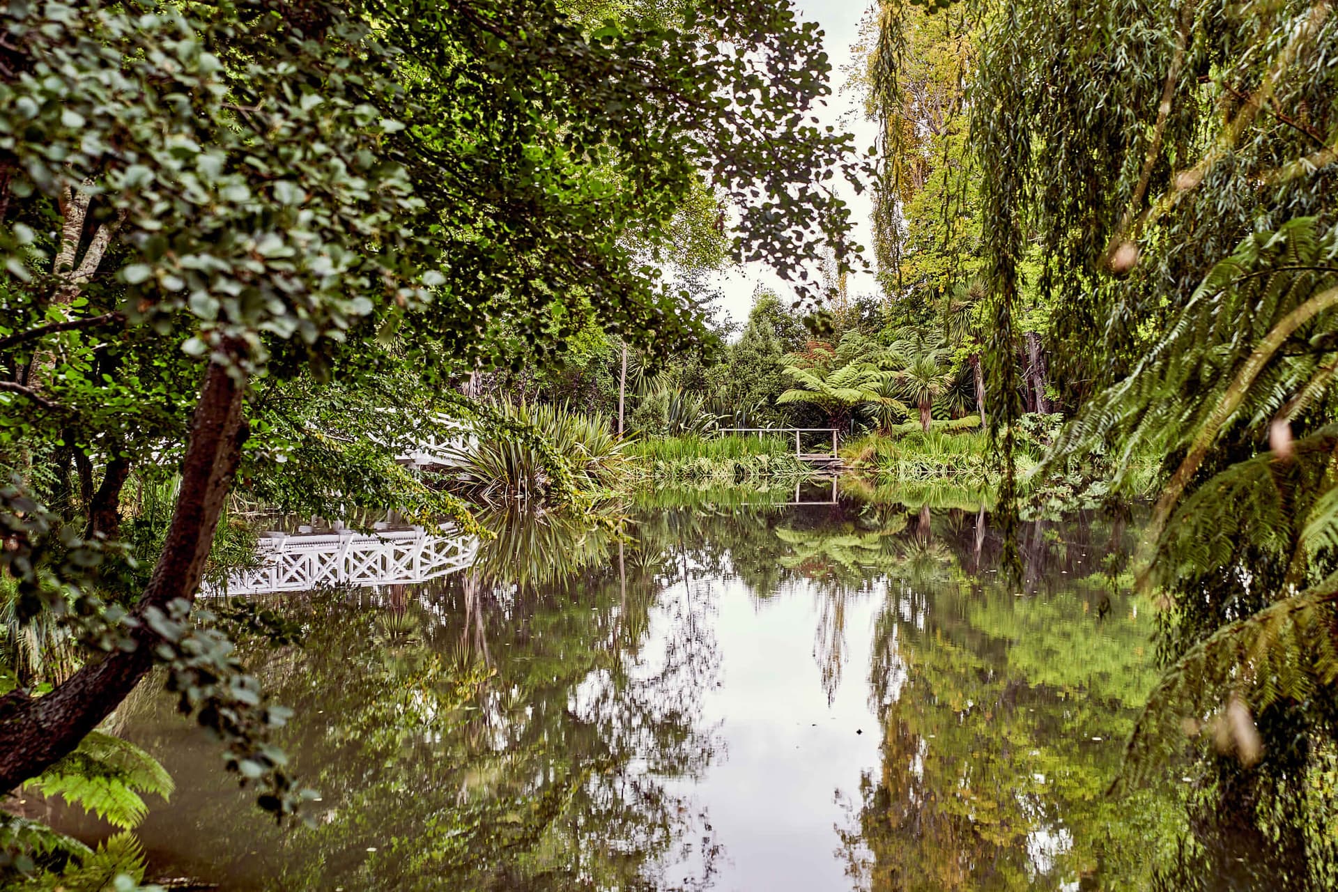Lake View Through Trees