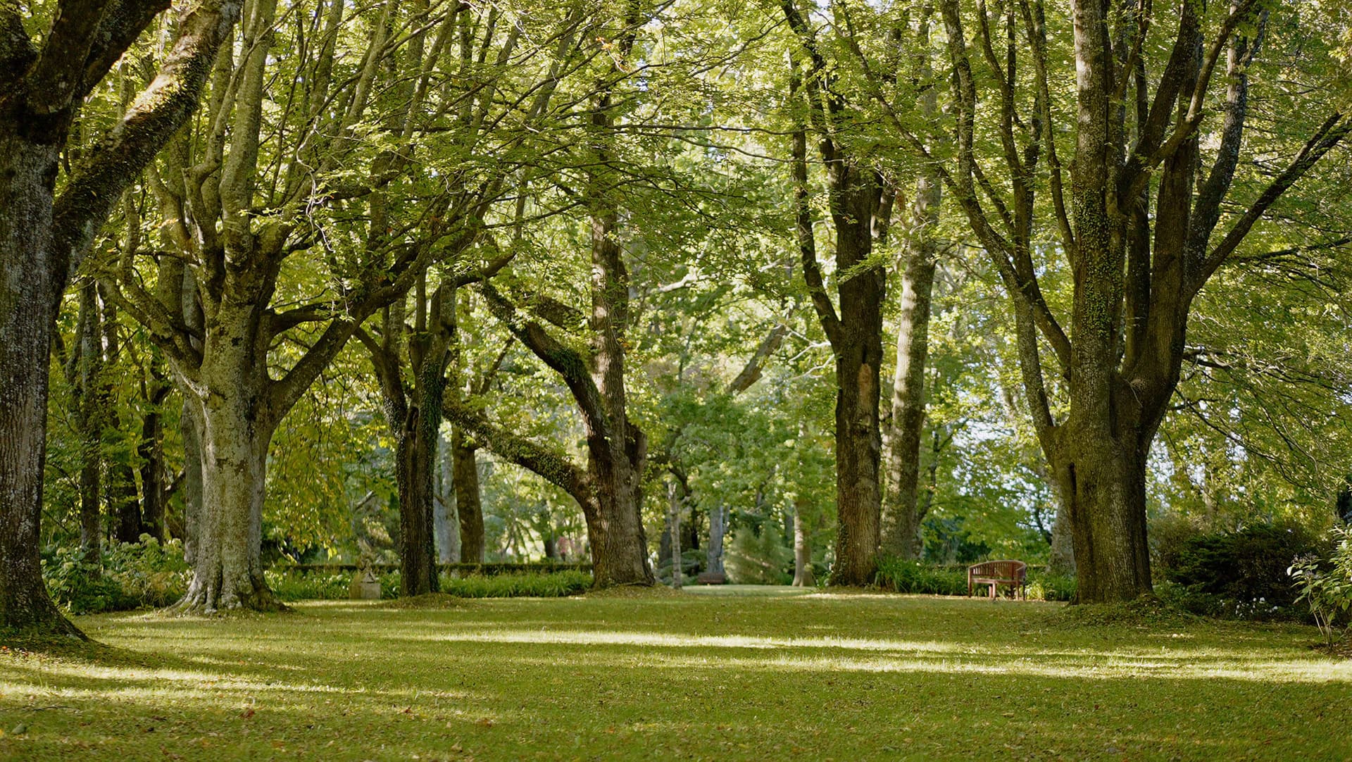 Middle-earth backdrop