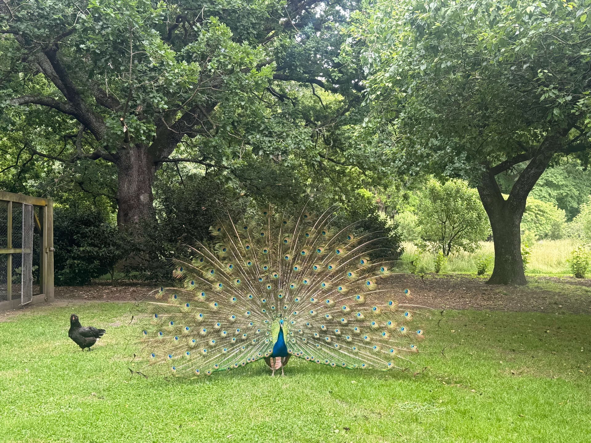 Fernside Gardens