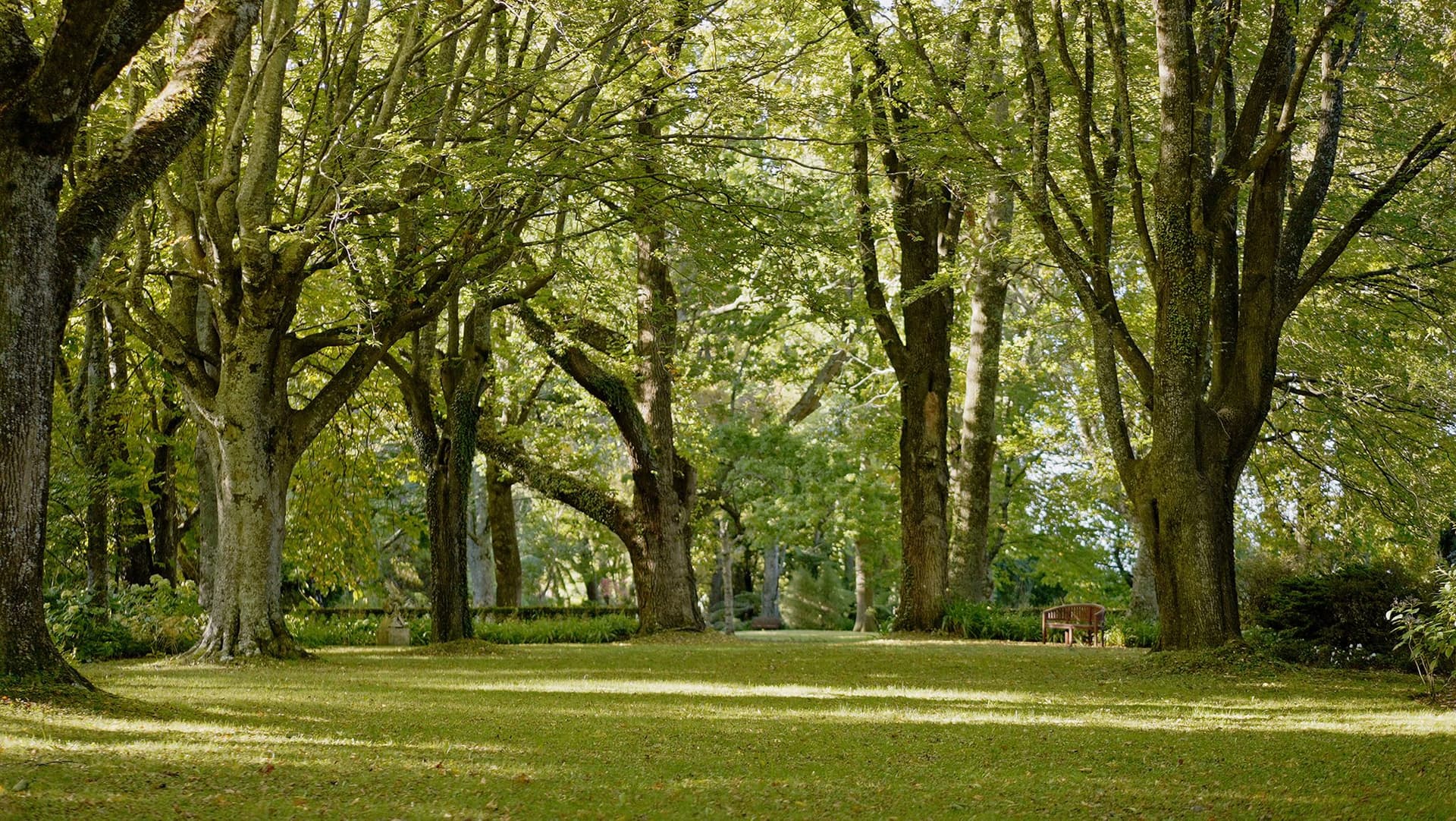 Tree-lined lawn in the Fernside gardens