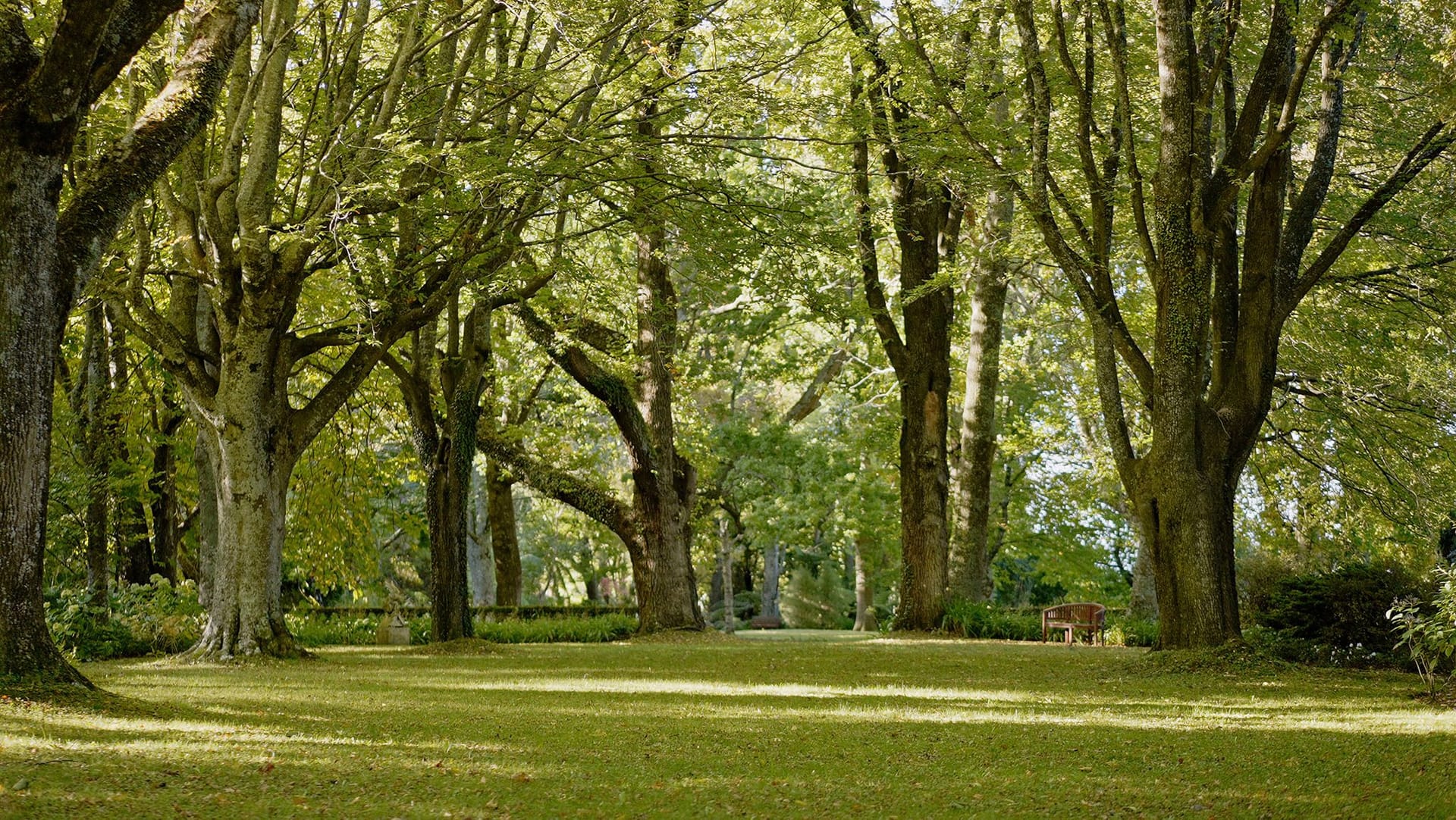Orchard in spring